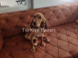 English Dişi Cocker 9 Aylık