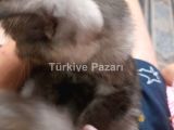 Evcil yavru kedi