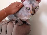 SFENKS YAVRU DİŞİ ERKEK