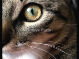 Kedi Sahiplendirme