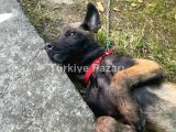 Safkan Malinois
