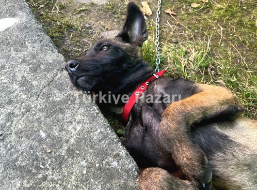 Safkan Malinois