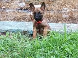 Belçika malinois