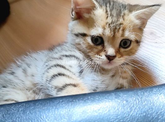 ANNESİ S.FOLD BABASİ BRİTİSH OLAN YAVRULAR