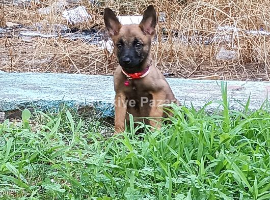 Belçika malinois