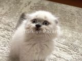 Scottish fold