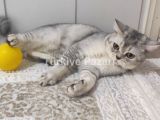 British Shorthair erkek