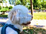 Acil maltipoo sahiplendirme