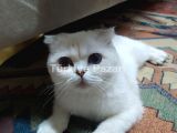 Scottish fold 8 aylık