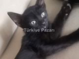 2 Aylık  Siyah Güzel Gözlü Kızımıza acil yuva..