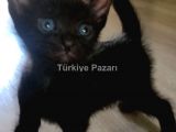 2 Aylık  Siyah Güzel Gözlü Oğlumuza acil yuva..