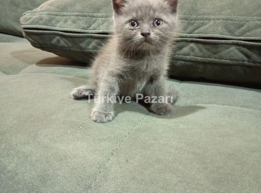 Annemiz scootish babamız british