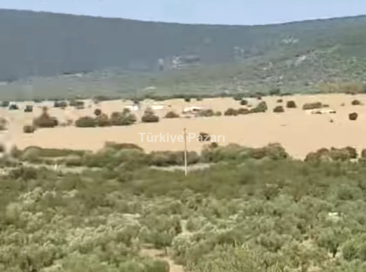 AYDIN DİDİM AKYENİKÖYDE SATILIK 38 DÖNÜM ZEYTİNLİK