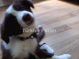 kahve renk border collie