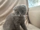 British Shortair Dişi 2 aylık