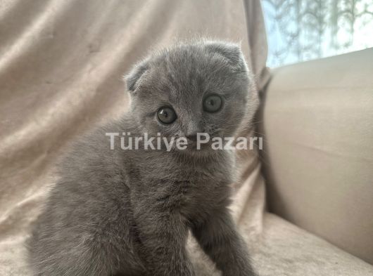 British Shortair Dişi 2 aylık