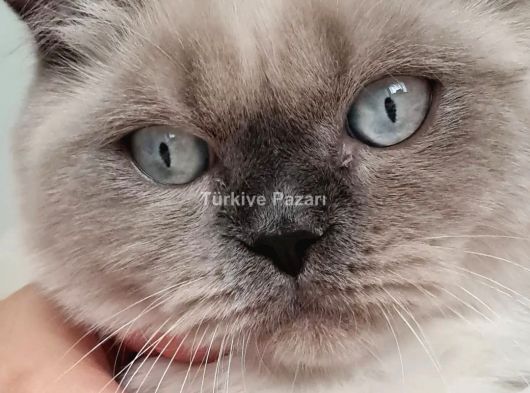 Bristih kısır  erkek kedi