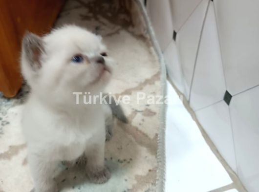 BABY Scottish Fold sahibini bekliyor
