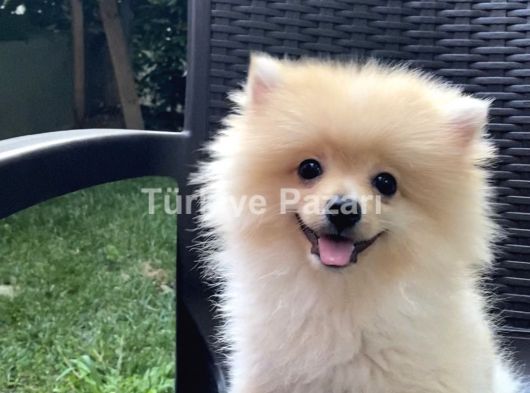 5 aylık sevimli Leo