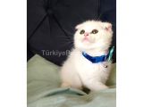 Scotish fold longhair