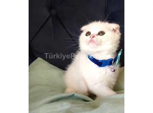 Scotish fold longhair