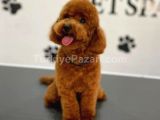 izmir Orjinal Toy Poodle Red Brown yavrular