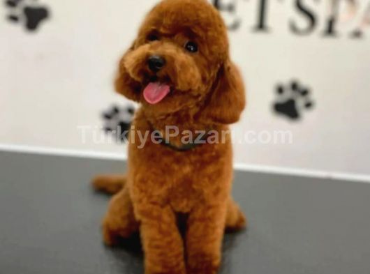 izmir Orjinal Toy Poodle Red Brown yavrular