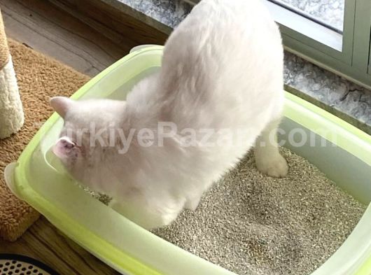 ÜCRETSİZ SAHİPLENDİRME