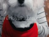 Dişi maltese terrier 