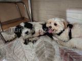 Mix terrier küçük ırk sahiplendirme