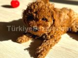 Orjinal Red Brown Toy Poodle Anne boy:26cm  Bababoy 22cm yavru. Max 2-3 kg garantili dişi yavrumuz