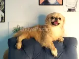 Eğitimli pekingese