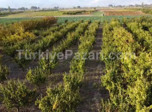 Sakarya geyve kozan köyünde satılık ayva bahcesi