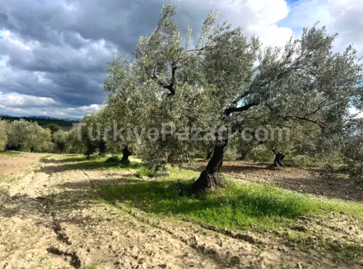 AKHİSAR BÜNYANOSMANİYEDE SATILIK ZEYTİNLİK