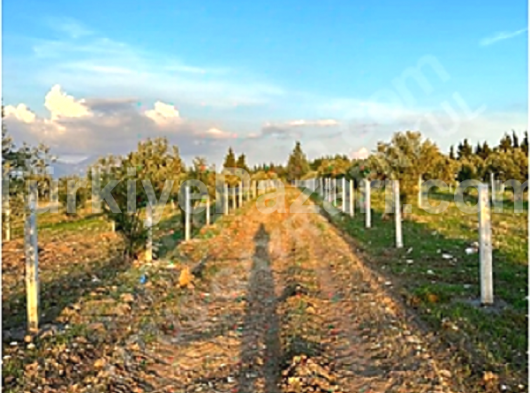 İzmirde Sahibinden Satılık Bahçeler