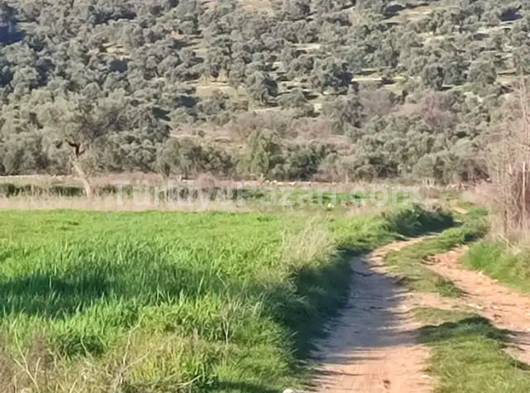 Milas kuzyaka mahallesi 1 dönümden fazla içinde yetişkin 35. 40  tane yakın yetiskin verimli zeytinlik