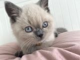 3 aylık british blue point sahiplendirme