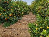 erdemli Çiftepınar mahallesinde 12 dönüm müstakil tapulu satılık limon bahçesi