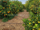 erdemli Çiftepınar mahallesinde 12 dönüm müstakil tapulu satılık limon bahçesi 