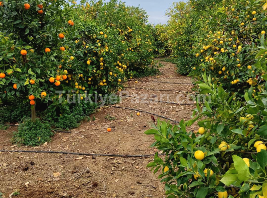 erdemli Çiftepınar mahallesinde 12 dönüm müstakil tapulu satılık limon bahçesi