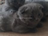 Satlık yavru scottish fold