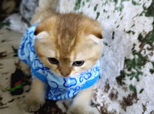 Yurt dışına cıkaçağım için acil