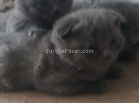 Satlık yavru scottish fold