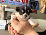 2 erkek 2 dişi chihuahua (şivava) yavru