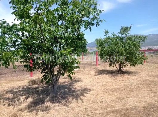 İzmir Kemalpaşa Aşağıkızılcadaki Son Parsel