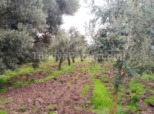 KENTMAX EMLAK'TAN ÇAKIRLI'DA FIRSAT ZEYTİNLİK