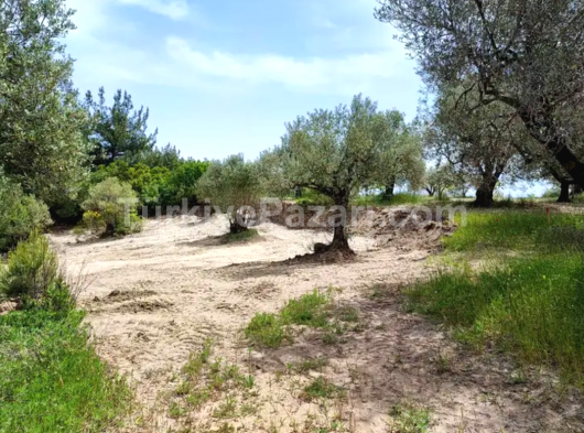 ESEL EMLAKTAN MANİSA SARUHANLI HACIMUSA MAHALLESİNDE 7900 m2 TEK TAPU ZEYTİNLİK