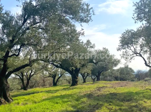 BU FİYATA BÖYLE ARSA YOK