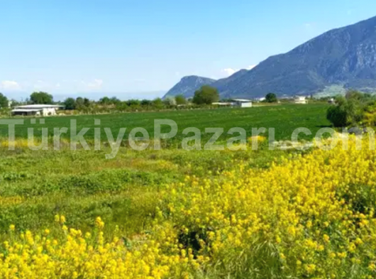 MANİSA KÖPRÜBAŞI RAĞILLAR MAHALLESİ 3905 m2 TEK TAPU ZEYTİNLİK