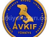York şhire terriyer yavrularımız a yuva arıyoruz 